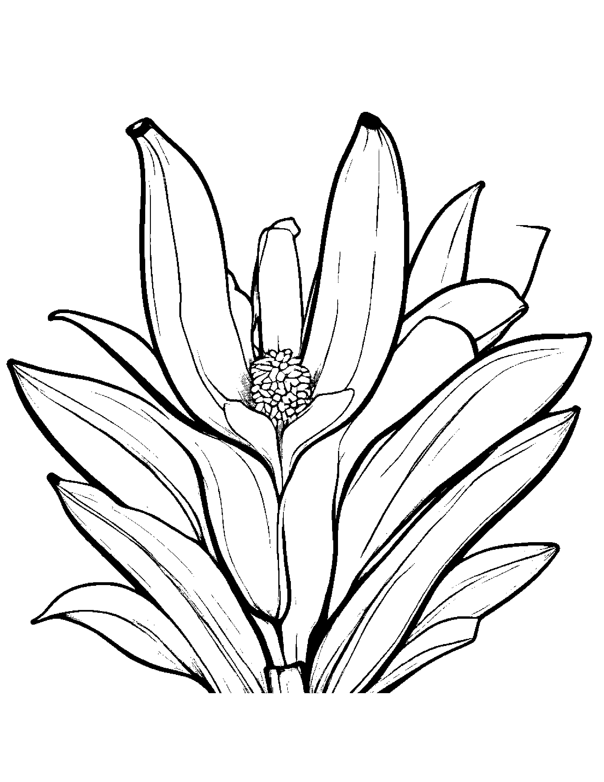 Banana With A Small Flower #5 Coloring Page (Free Printable PDF)