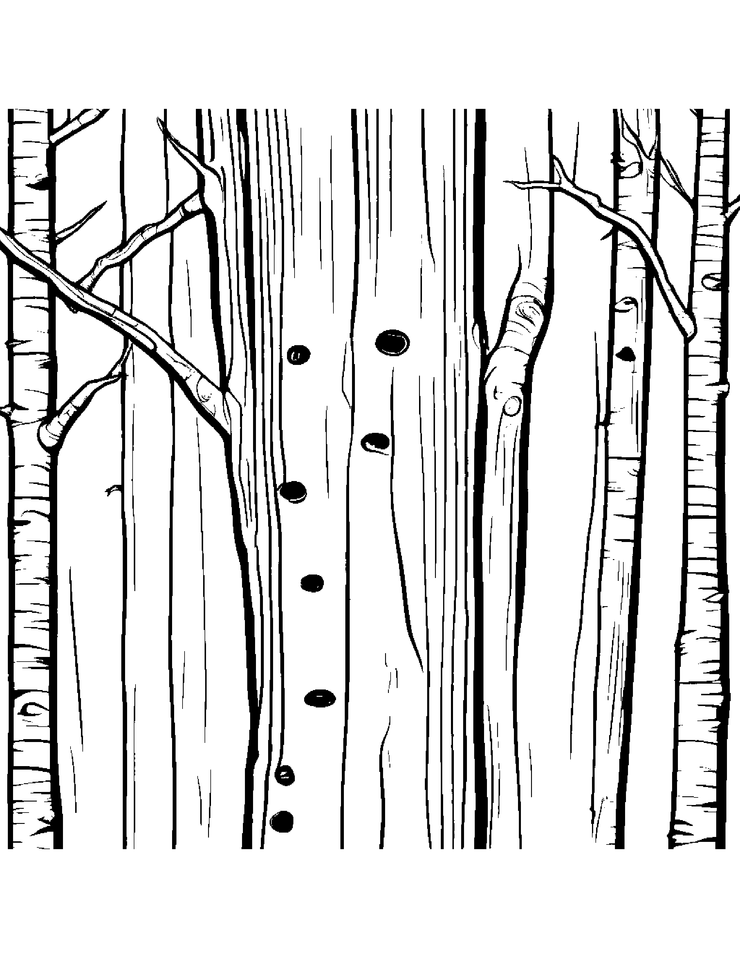 A White Birch Tree With Smooth, Shiny Bark Coloring Page (Free Printable PDF)
