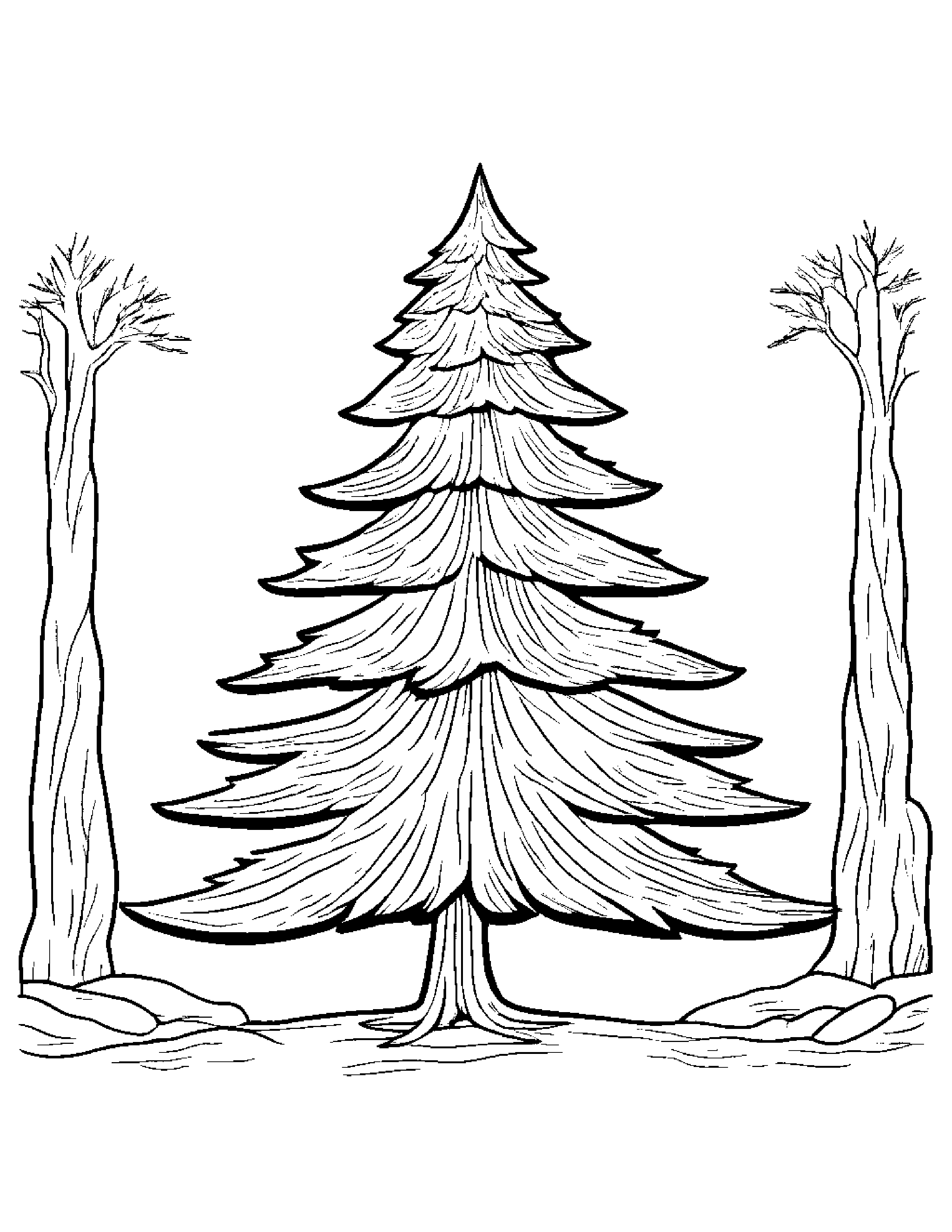 Norway Spruce Tree (Christmas Tree) Coloring Page (Free Printable PDF)